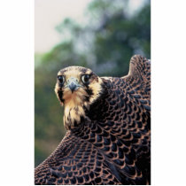 Peregrine Falcon Photo Cut Out