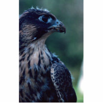 Peregrine Falcon Photo Sculptures