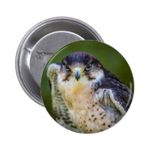 Peregrine Falcon Pinback Button