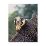 Peregrine Falcon Post Card