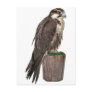 Peregrine Falcon Postcard