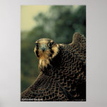 Peregrine Falcon posters