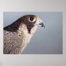 Peregrine Falcon