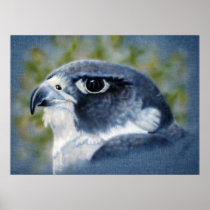 Peregrine Falcon Posters