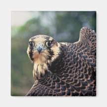 Peregrine Falcon Refrigerator Magnet