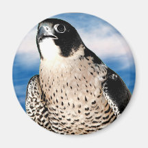 Peregrine Falcon Refrigerator Magnet
