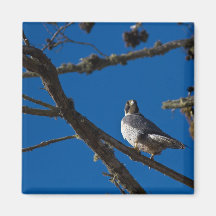 Peregrine Falcon Refrigerator Magnets