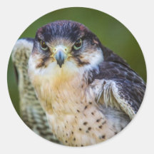 Peregrine Falcon Round Stickers