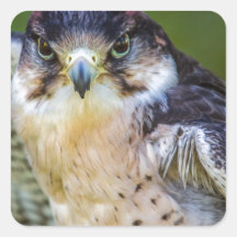 Peregrine Falcon Square Sticker