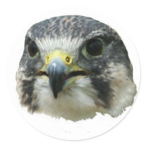 Peregrine Falcon Round Stickers