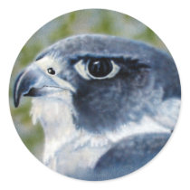 Peregrine Falcon Sticker
