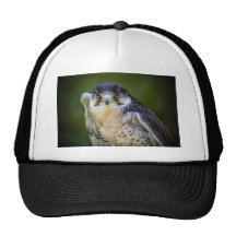 Peregrine Falcon Trucker Hats