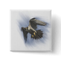 Peregrine in Flight