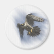 Peregrine in Flight Refrigerator Magnets