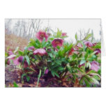 Perennial Hellebore Plants In The Garden cards