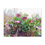 Perennial Hellebore Plants In The Garden postcards