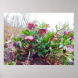 Perennial Hellebore Plants In The Garden posters