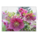 Perennial Plants - Purple Hellebore cards