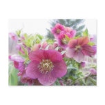 Perennial Plants - Purple Hellebore Post Cards