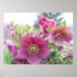 Perennial Plants - Purple Hellebore posters