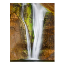 Perennial  Plunge Postcard