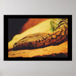 Perentie Posters