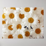 Perfect Daisies Posters and Prints