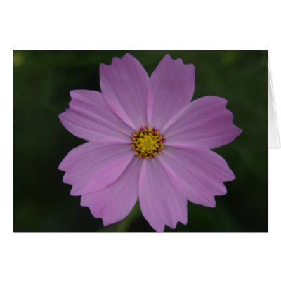 perfect flower greeting cards by cardart