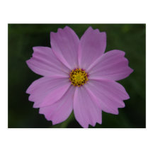 perfect flower postcard