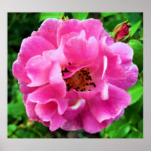 Perfect Imperfection Rose Poster