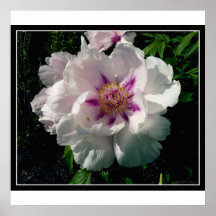Perfect Peony Posters