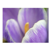 Perfect Petals - The Crocus Postcard