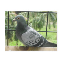 Perfect Pigeon Post Card