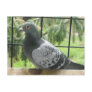 Perfect Pigeon Post Card