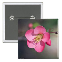Perfect Pink Flowering Quince