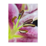 Perfect Pink Lilly postcards