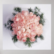 Perfect Pink Roses Posters and Prints