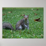 Perfect Pose (Squirrel) Fine Art Print
