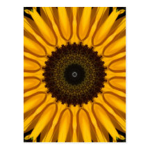 Perfect Sunflower Postcard