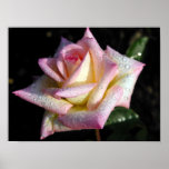 Perfumed Peach Rose Print