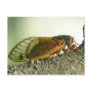 Periodical Cicada Postcard.