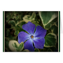 Periwinkle Dew Greeting Card