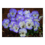 Periwinkle Pansies Greeting Card