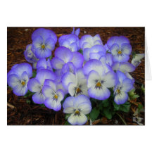 Periwinkle Pansies Greeting Card