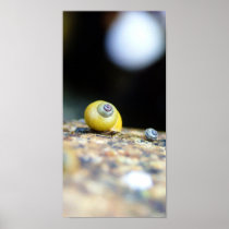 Periwinkles Poster