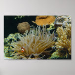 Perky - the clownfish (poster) posters