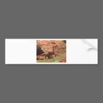 perry dog bumper stickers