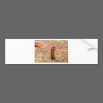 perry dog bumper stickers