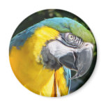 Perry the Macaw Fridge Magnet