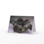 persephone cards